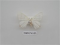 藏品(尺蛾332)的圖片